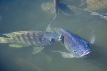 Wall Mural - Tilapia, freshwater fish, popular in industry