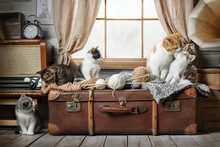Group Of Small Striped Kittens On A Suitcase By The Window
