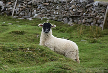 Very Cute Black Faced White Lamb In The Yorkshire Dales