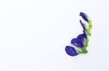 Beautiful Purple Butterfly Pea Flower Isolate On White Background, Blue Flower With Space On White Background
