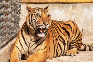 Wall Mural - Tiger, male, lying relax on the cement floor.