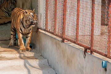 Wall Mural - The great male tiger that does not live naturally,lying on the cement floor,Showing various gestures.