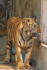 Wall Mural - The great male tiger that does not live naturally,lying on the cement floor,Showing various gestures.