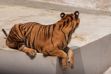 Wall Mural - The great male tiger that does not live naturally,lying on the cement floor,Showing various gestures.