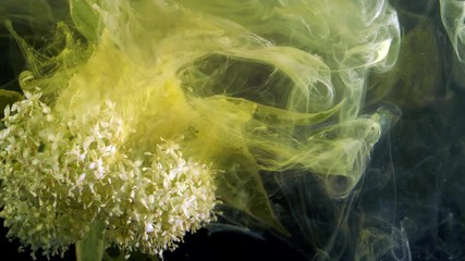 Wall Mural - Cornus alba flowering twig, white blossoms. Colorful ink in water.