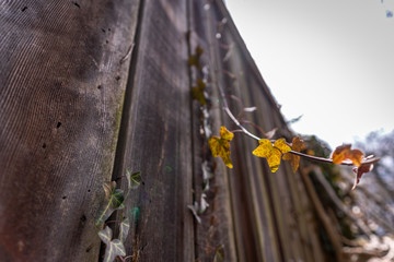 Wall Mural - nature