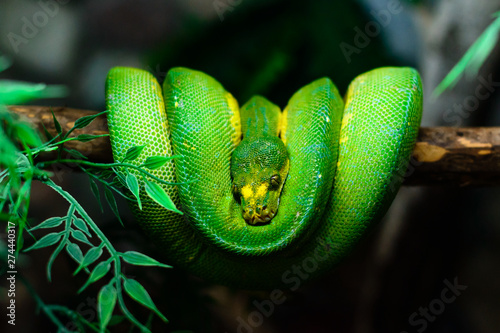 Cuadros en Lienzo green snake hanging on a tree branch close up