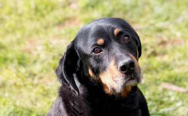 Poster - Beauceron