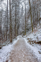 Wall Mural - forest path at winter time