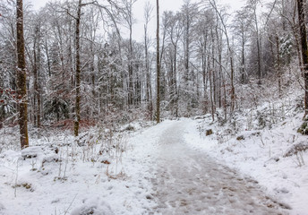 Sticker - forest path at winter time