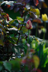 Sticker - Colorful flower - red-yellow - brindle tulip with drops of water and rose leaves around.