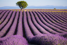 Lavender Fields In Provence France Ladnscape Pretty Hot Summer