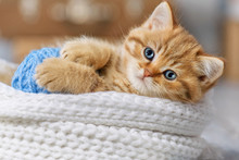 Cute Kitten Playing With Balls Of Yarn