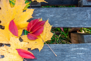 Yellow and red autumn leaves on an old wooden background.