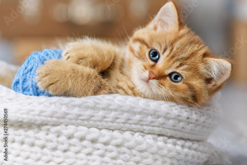 Cute kitten playing with balls of yarn Poster Mural XXL
