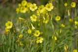 Fototapeta Kwiaty - Yellow Flowers