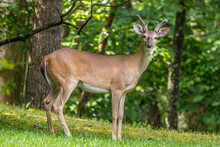 Deer Posing For The Camera In The Forest