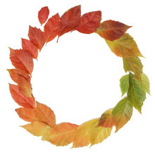 Autumn Leaves Rainbow Color Gradient Circle Composition Isolated On White.