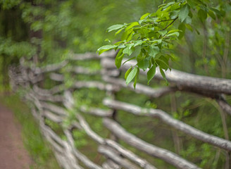 Wall Mural - A branch of a tree with green leaves on a blurred background of an old rustic log fence with crooked poles.