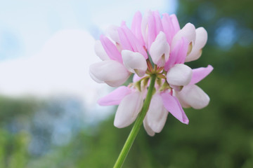 Wall Mural - single pink wildflower blossom