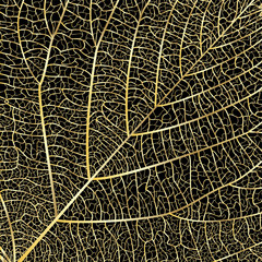  Background texture leaf. Vector illustration. EPS 10