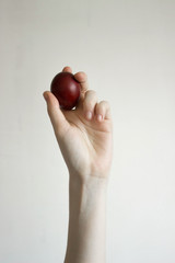 Unrecognizable women hand holding up one egg. Knocking a red Easter egg. Old holiday tradition. Isolated on white background. Text empty space. Happy Easter!