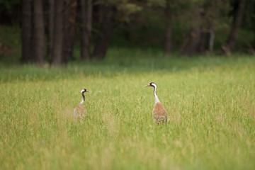 Wall Mural - common crane, grus grus, eurasian crane, bohemia birds