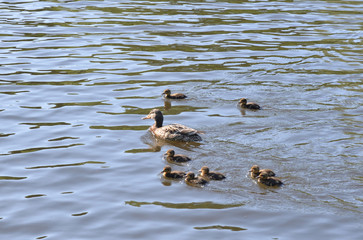 Sticker - Duck with ducklings.