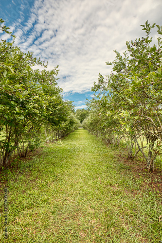 Cuadros en Lienzo Between the rows of bushes on a blueberry farm.
