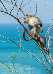 Monkey on the tree. Animals in the wild. Landscape with the ocean on Green Bowl beach, Bali, Indonesia. Travel