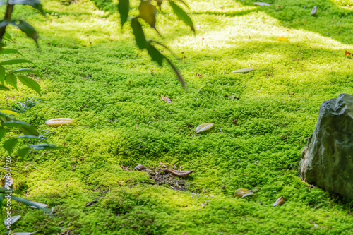 苔が情緒ある日本庭園 神奈川県鎌倉市 明月院 Stock Photo Adobe Stock 苔が情緒ある日本庭園 神奈川県鎌倉市 明月院 Stock Photo Adobe Stock