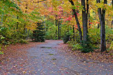 Wall Mural - Colorful trees