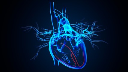 3D Illustration of Human Body Organs Heart Anatomy