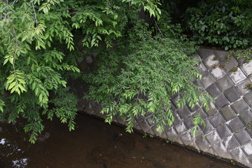 Wall Mural - Aphananthe aspera (Aphananthe oriental elm)