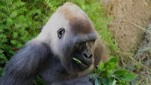 This Close Up Video Show A Wild Gorilla In Africa Eating Greenery And Leaves While Sitting And Thinking.