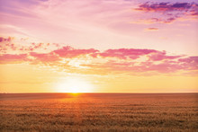 Beautiful Rural Landscape Of A Bright Dawn Over A Wheat Field.