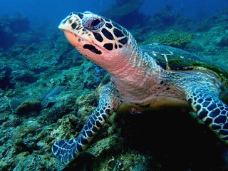 Wall Mural - Closeup with the Hawksbill sea turtle during a leisure dive in Tunku Abdul Rahman Park, Kota Kinabalu, Sabah. Malaysia Borneo.