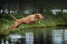 Beautiful Dog Vizsla Jumping Into The Water