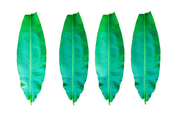 Banana leaves on a white background