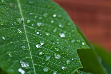 Leaf 2