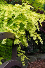 Wall Mural - Yellow leaves of ornamental maple outdoors near wooden railing.