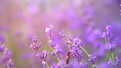 Wall Mural - Honey Bee on fragrant Lavender flower. Honeybee working on growing lavender flowers field closeup. Slow motion 4K UHD video footage. 3840X2160