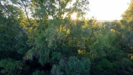 Wall Mural - 4K, Top view aerial of beautiful fields with bright sun in Spain just before sunset. Above the green tree line. Great landscape of plantation farm. Rural scenery. The sun behind the trees-Dan