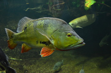 Poster - Tropical fish in aquarium, Berlin