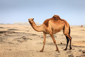 Wall Mural - Wild camel in Oman