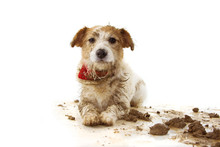 DIRTY DOG. FUNNY JACK RUSSELL PUPPY, LYING DOWN AFTER PLAY IN A MUD PUDDLE. ISOLATED SHOT AGAINST WHITE BACKGROUND.