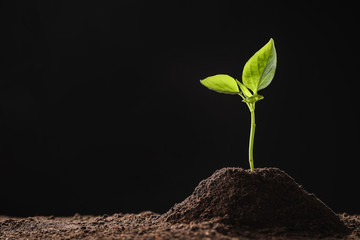 Young seedling in soil on black background, space for text