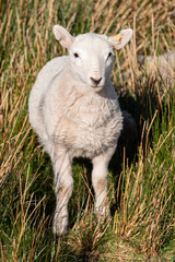 Sheep in the Brecon Beacons 