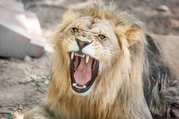 Lion having a yawn showing mouth, teeth and tongue.