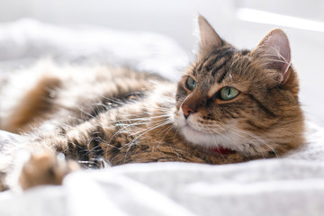 Wall Mural - Cute cat relaxing on white bed in sunny bright stylish room. Maine coon with green eyes lying and looking with funny emotions on comfortable bed. Space for text